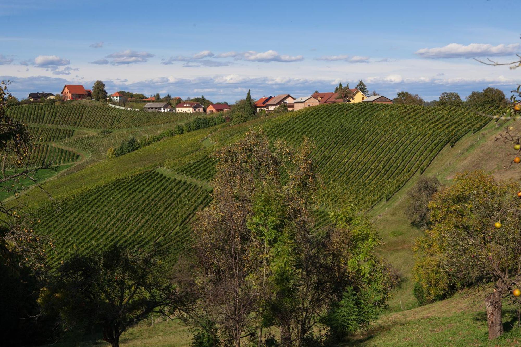 Bed and Breakfast Wine & Tourism Bracko Spodnji Jakobski Dol Екстер'єр фото